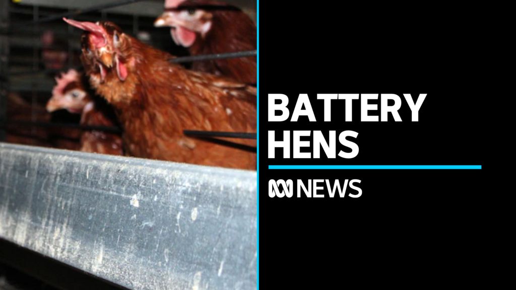 Plans To Phase Out Caged Eggs By 2036 Could Be In Doubt ABC News   062227948055991d835a70005663b2b9