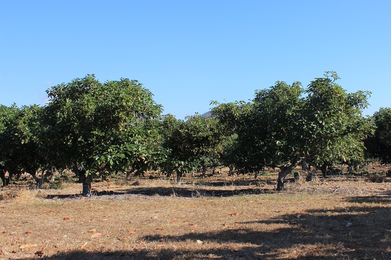 MMM Mango and Avocado orchard of Tim Keogh in Kabra.