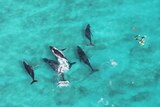 An aerial view of five humpback whales and seven snorkelers