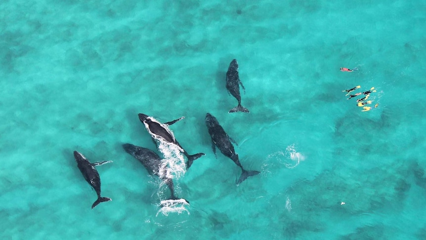 An aerial view of five humpback whales and seven snorkelers