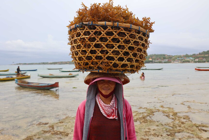 A woman carrying seaweed in a basket on her head.