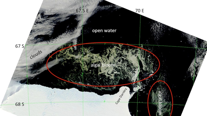 Map of Antarctic algae