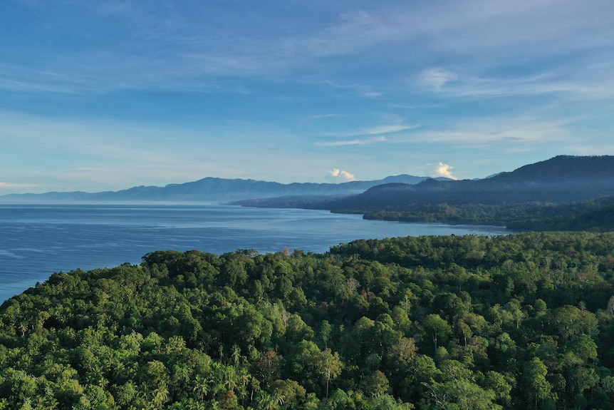 Thick forest on the shore of an island. The mountainous coast extends into the distance.