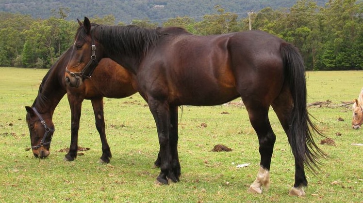 Hunter horse breeders say the NSW Government's new gateway plan will only continue the uncertainty over land use.