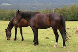 Why all the long faces over the eating of horse meat? (AAP)