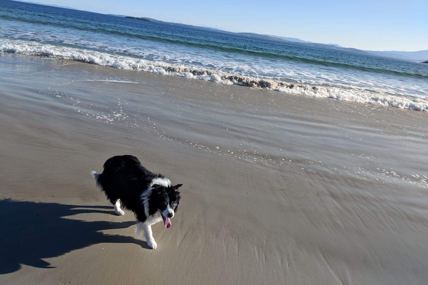 Dog at the beach