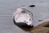 a dead whale 