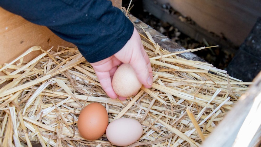 Childs hand reaching into a nesting box with eggs.