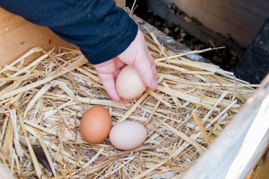 Collecting eggs