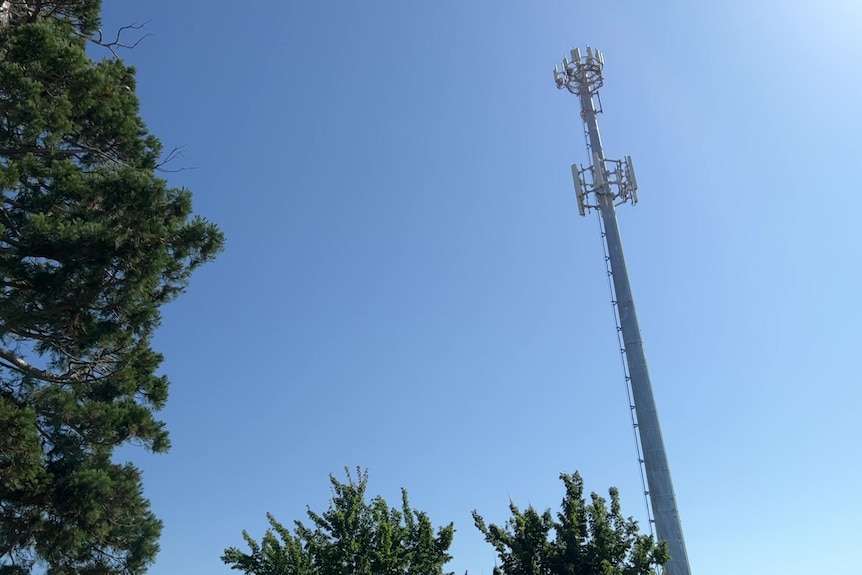 Phone signal tower amongst trees
