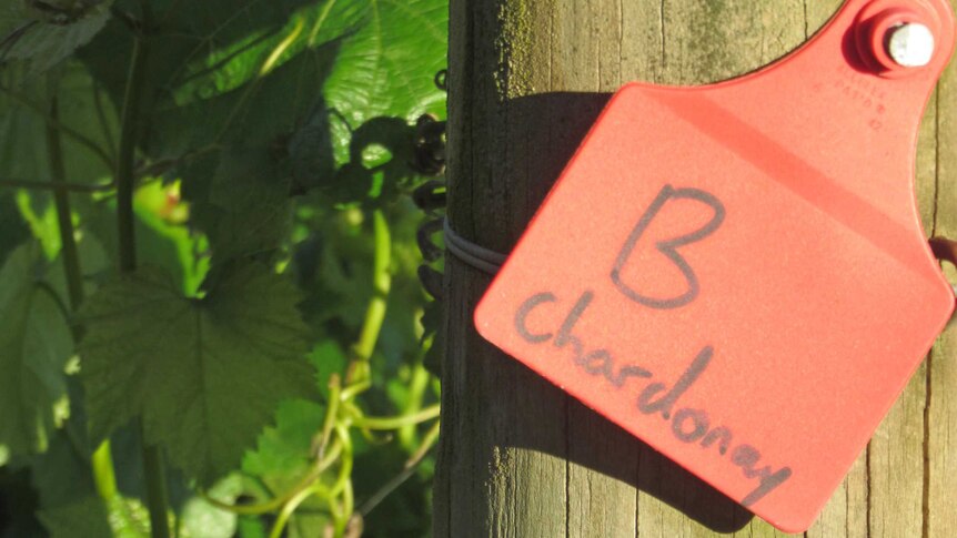 Wine grape growers facing an uncertain future