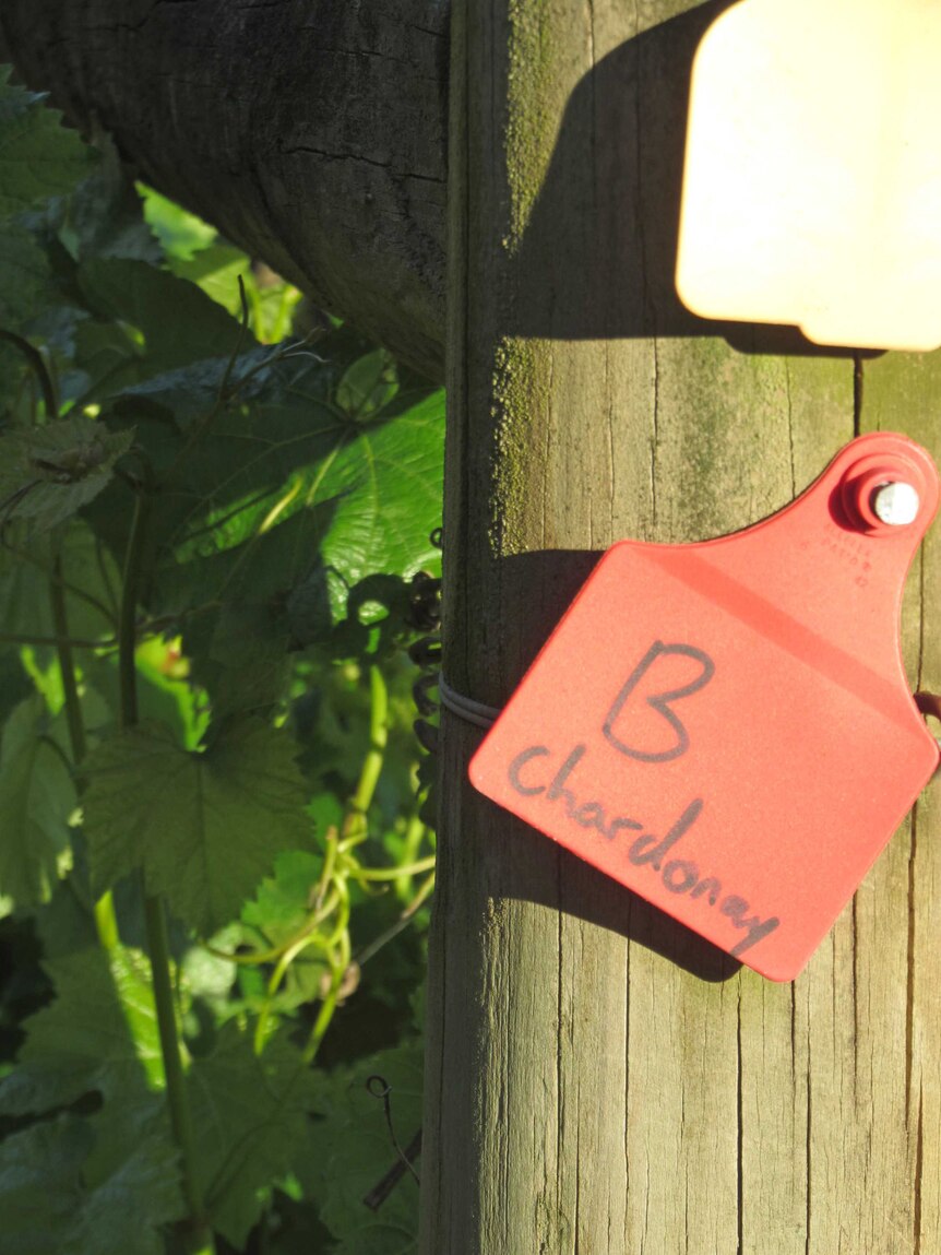 Spring is a critical time for vines as buds burst.