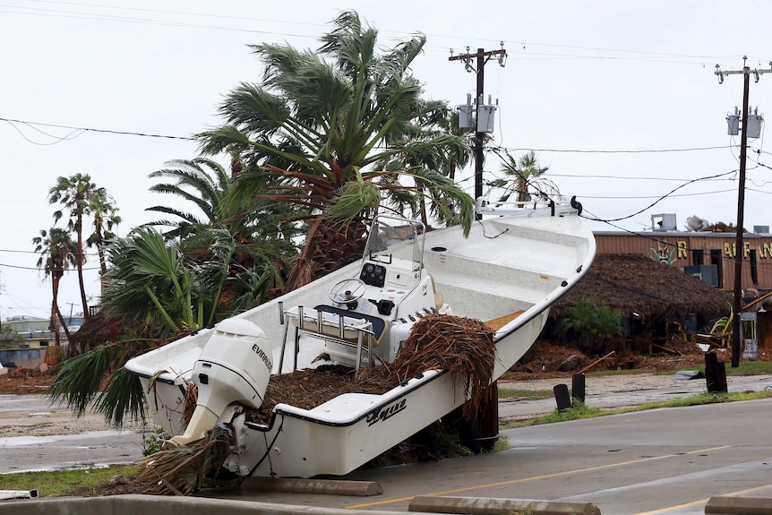 Boat in a tree in the middle of a car park