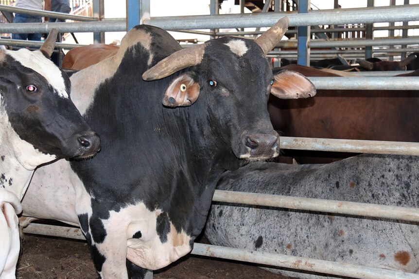 The Top End's most notorious bull, 'Guns N' Roses' stands with his cow Jenny