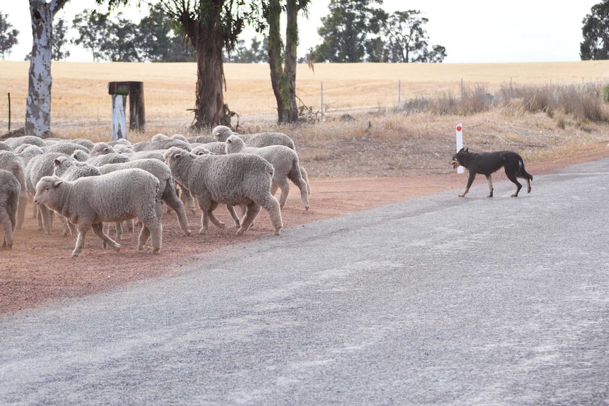 Rosie the kelpie follows a mob of sheep through a gate.