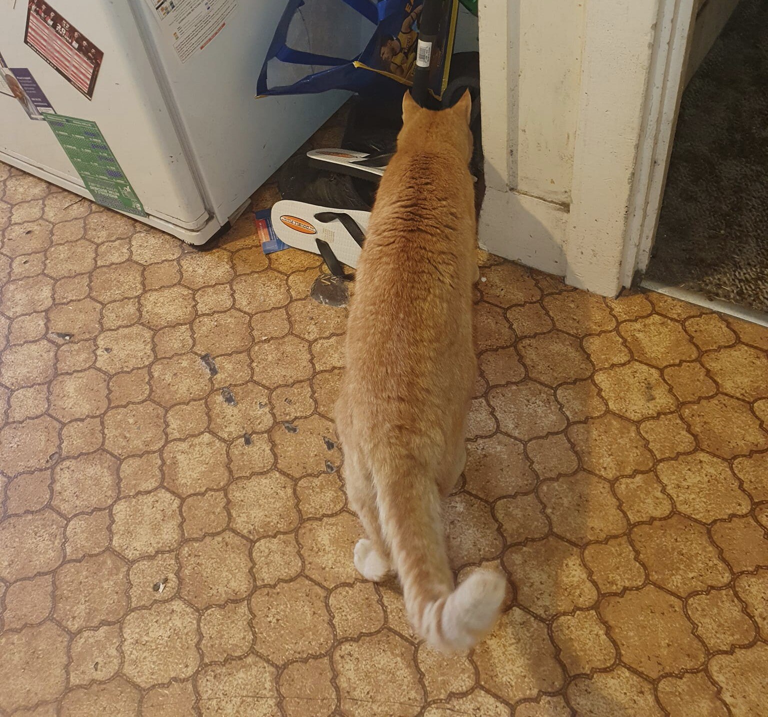 Мой кот спас. Мой кот спас. Снега красная поляна. Кот в турции. Мой кот спас.