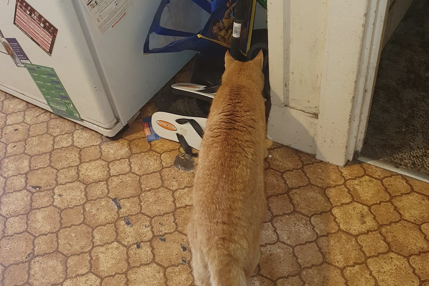 Cat near a fridge
