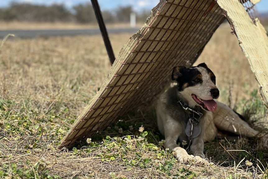 A black and white dog sitting under a shelter.