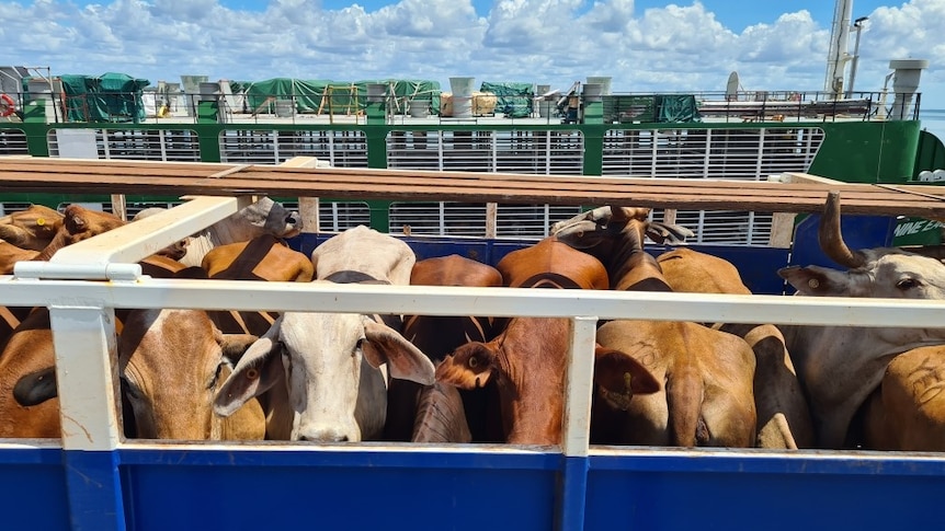 Cattle in a crate at Darwin Port, March 2023. 