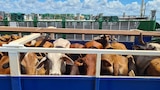 Cattle in a crate at a port.
