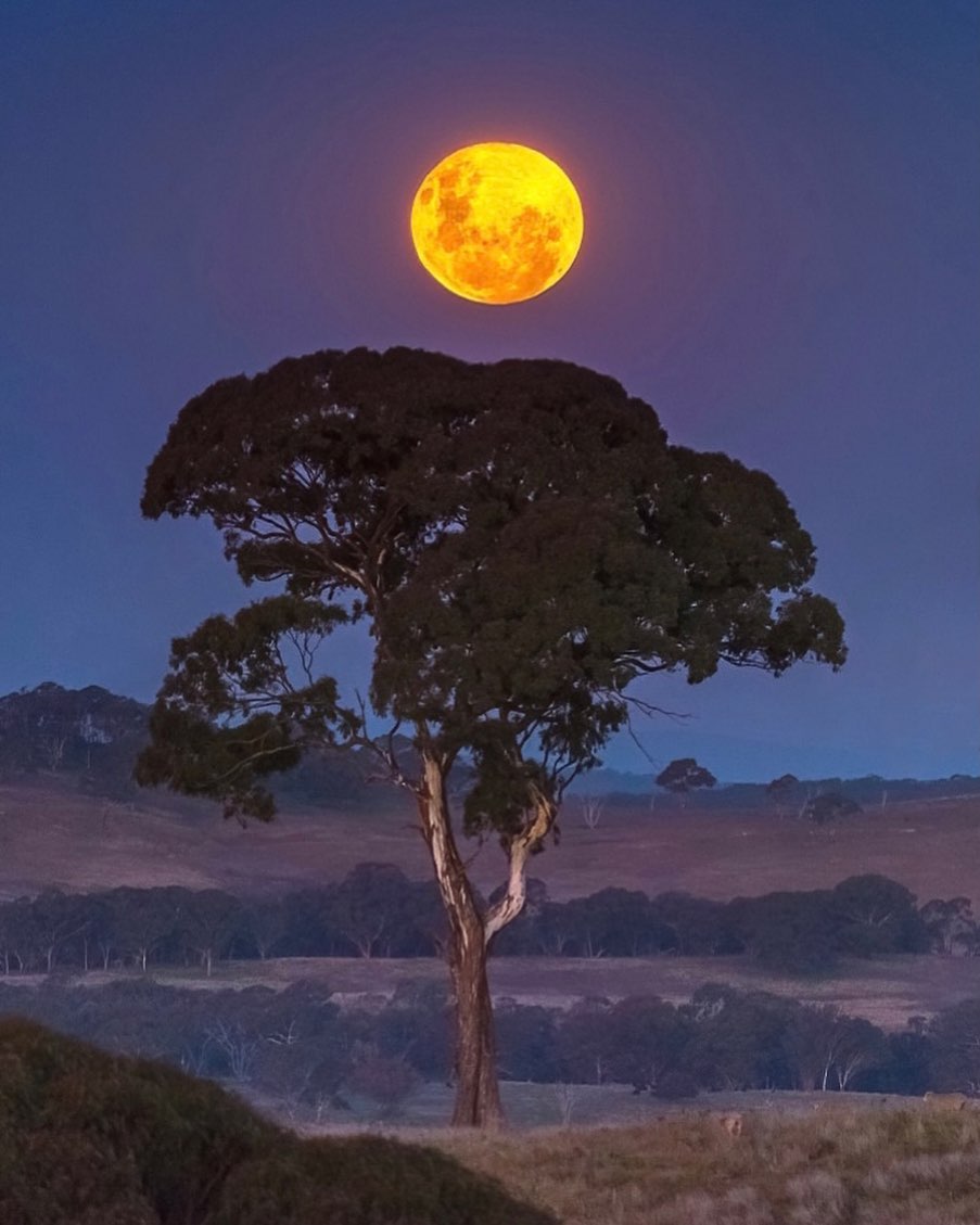A bright full moon rises above a tall tree at twilight.