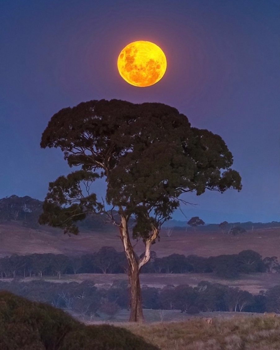 Super 'pink' moon shines across Australia as photographers snap their best  shots - ABC News