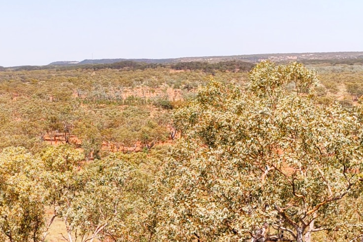 An aerial view of outback shrubs