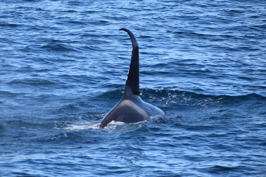 The bent dorsal fin of a killer whale poking out of the water