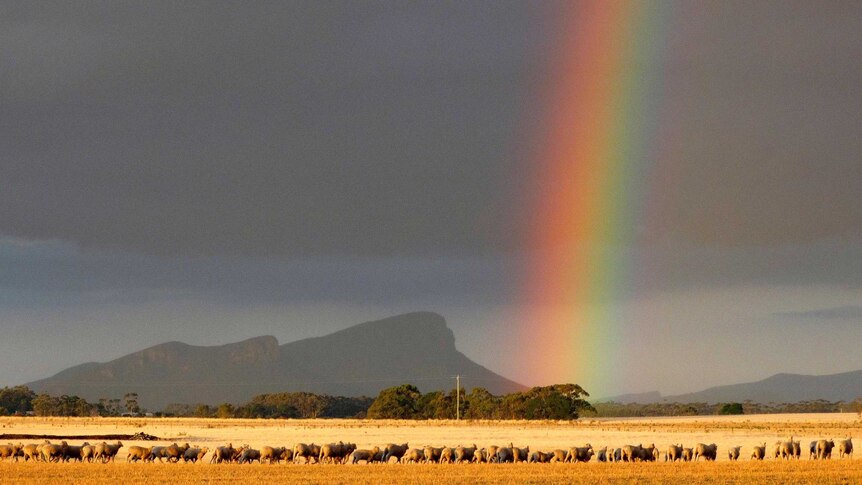 One end of a rainbow touches down next to a flock of sheep.