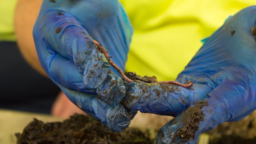 Blue-gloved hands holding a big worm