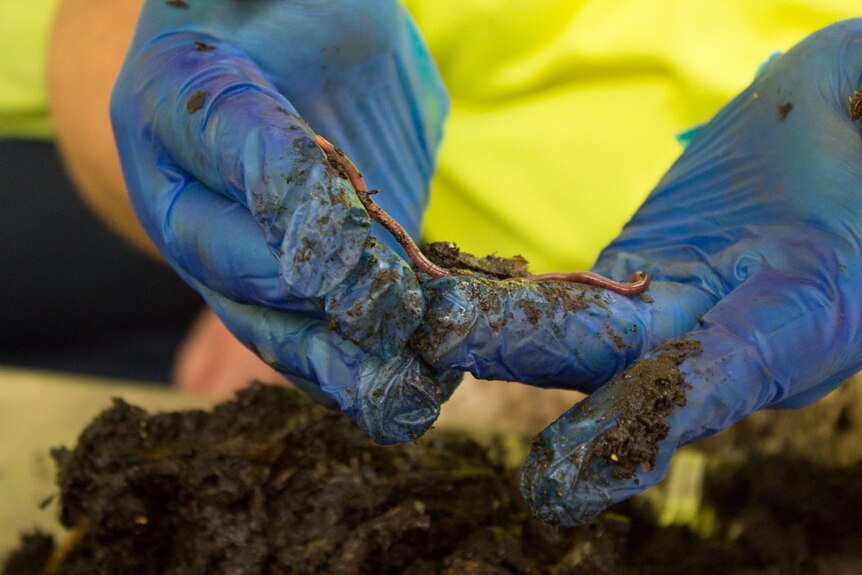 Blue-gloved hands holding a big worm