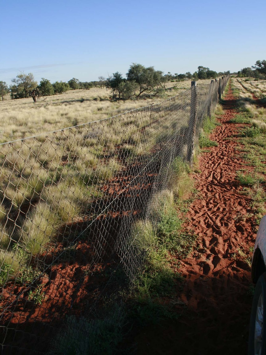 Animal tracks in the dirt near Hamilton's Gate, on Australia's 5,600km dog fence