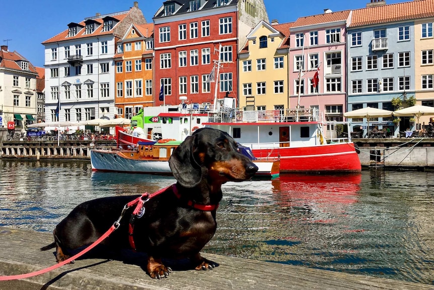 Schnitzel walks along the water in Copenhagen, Denmark