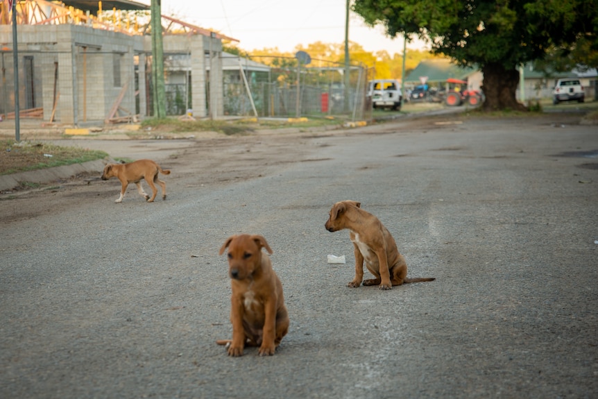 Two puppies sit in the middle of a tarmac road while another walks away in the background.