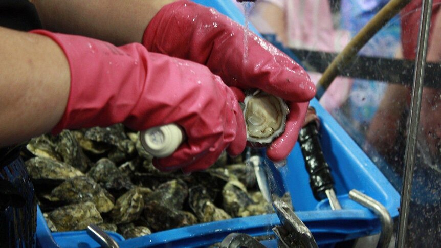 Port Stephens oyster industry booming.