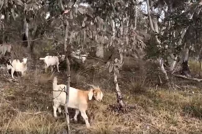 goats grazing on land 