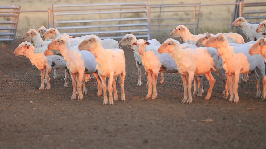 Sheep in the yard with their fleeces shorn off