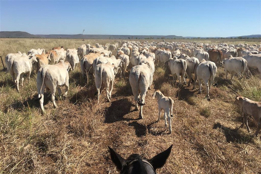 cattle muster