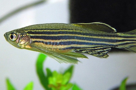 Zebrafish