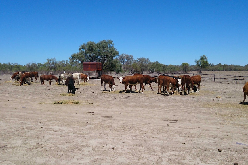 feedingcattle.jpg.jpg