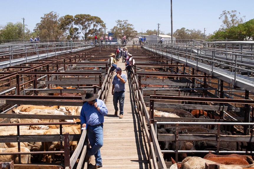 People gather along a boardwalk between cattle pens at the Dalby Saleyards in December 2019.