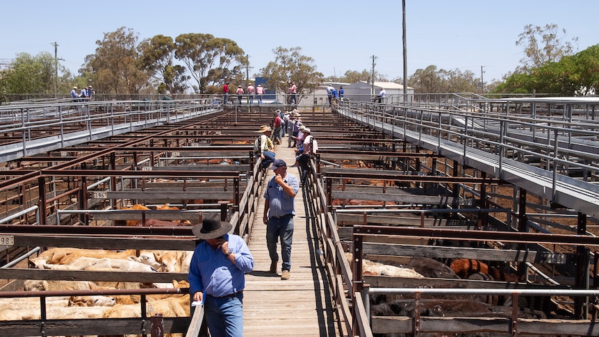 People gather along a boardwalk between cattle pens at the Dalby Saleyards in December 2019.