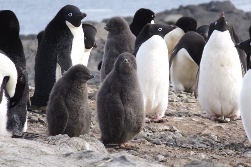 Adelie penguin chicks perish when wet because they haven't developed waterproof feathers.