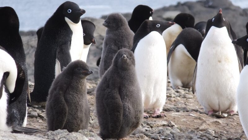 Adelie penguin chicks perish when wet because they haven't developed waterproof feathers.