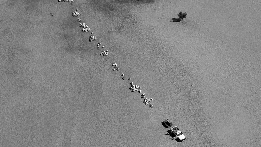 Aerial image of graziers feeding sheep in a desolate paddock
