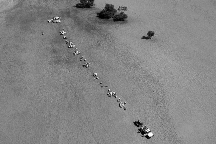 Aerial image of graziers feeding sheep in a desolate paddock