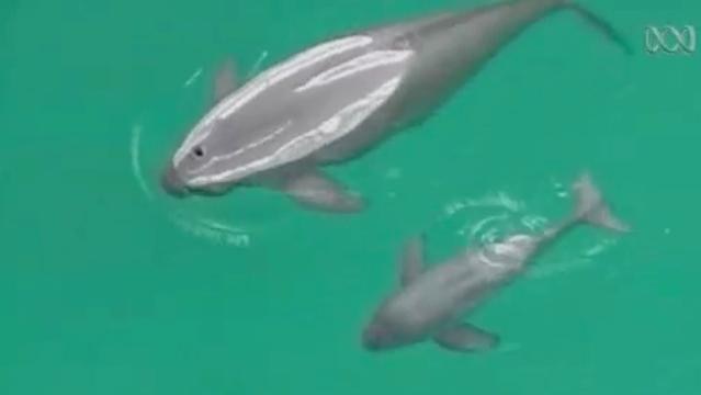 Aerial view of a porpoise and pup breaching at water surface