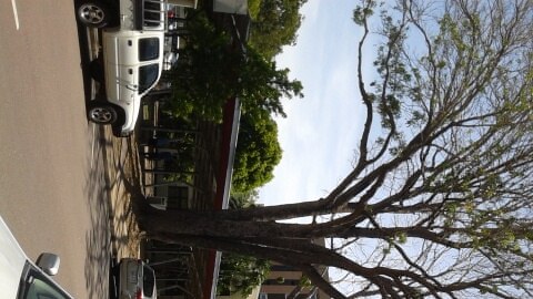 Poisoned mahogany trees on Smith St
