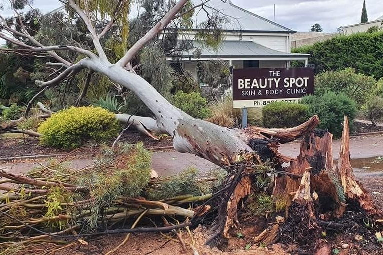 A large tree fallen in front of a building