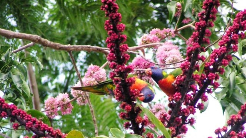 Lorikeets blending in with their surroundings. (File photo)
